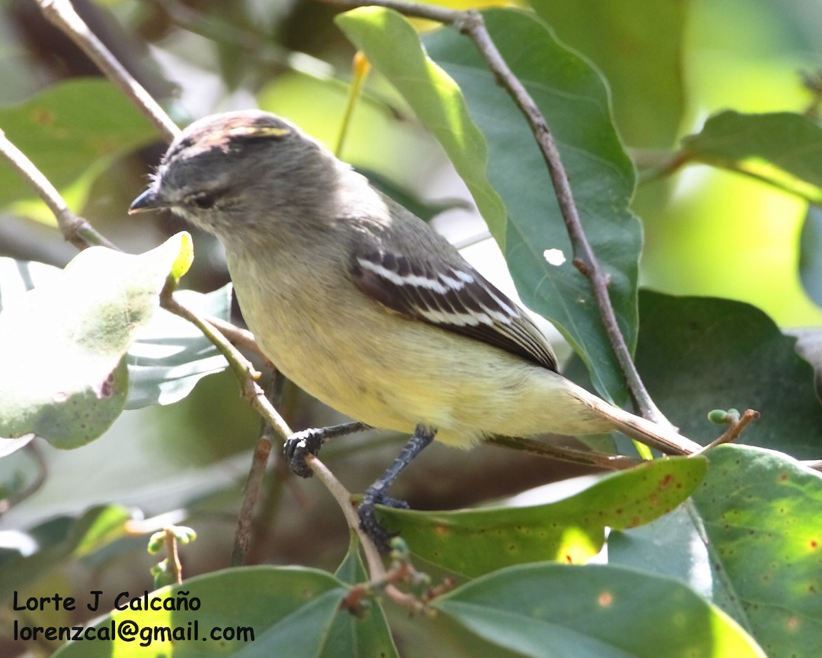 Yellow-crowned Tyrannulet - ML241558661