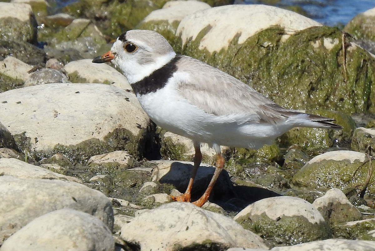 Piping Plover - Jean Iron