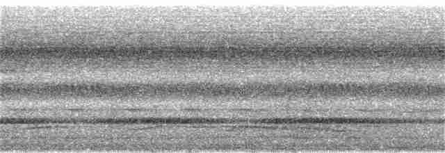 Яструб ангольський (підвид lopezi) - ML24156921