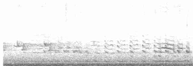 Texasnachtschwalbe - ML241569421