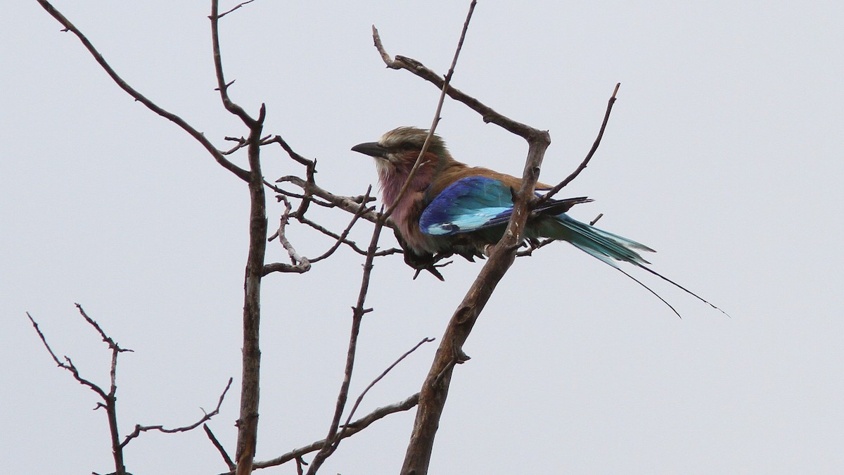 Lilac-breasted Roller - ML24157001