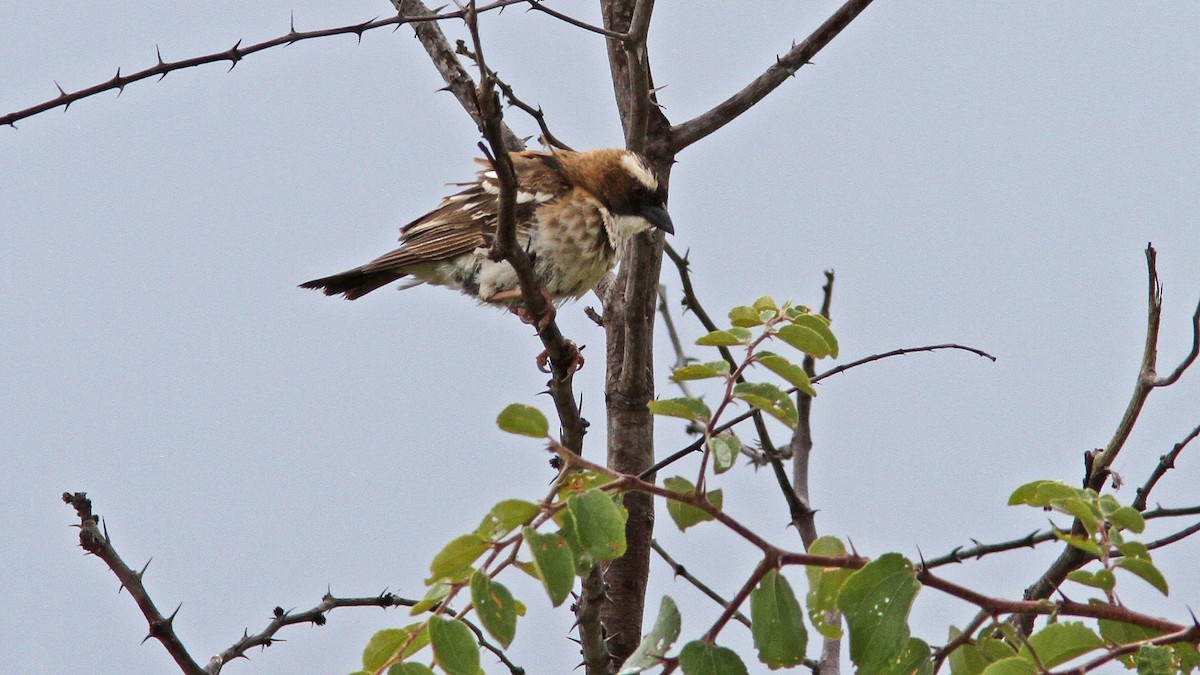 White-browed Sparrow-Weaver - ML24157091