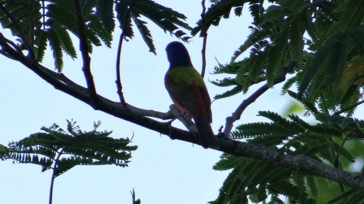 Painted Bunting - ML241573371