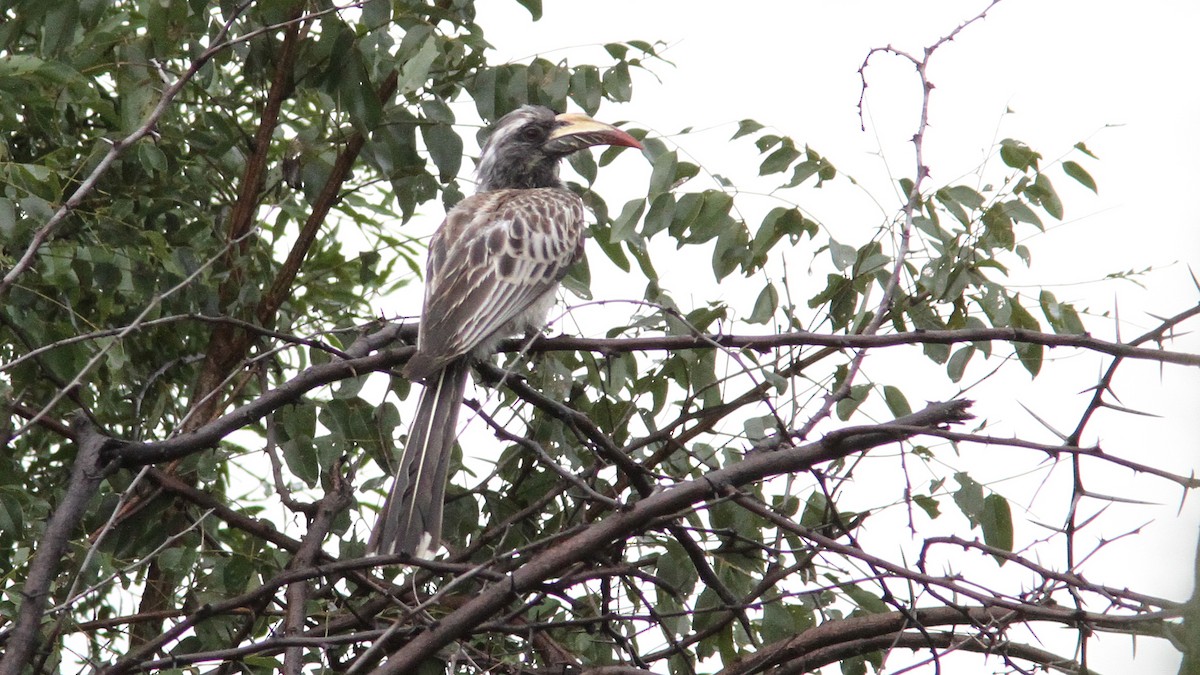 African Gray Hornbill - ML24157731