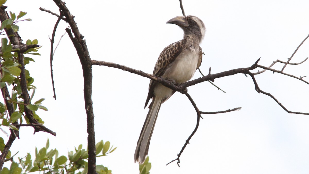 African Gray Hornbill - ML24157791
