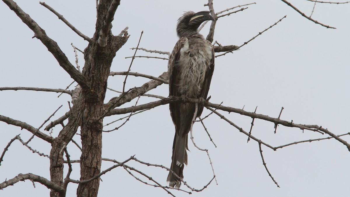 African Gray Hornbill - ML24157911