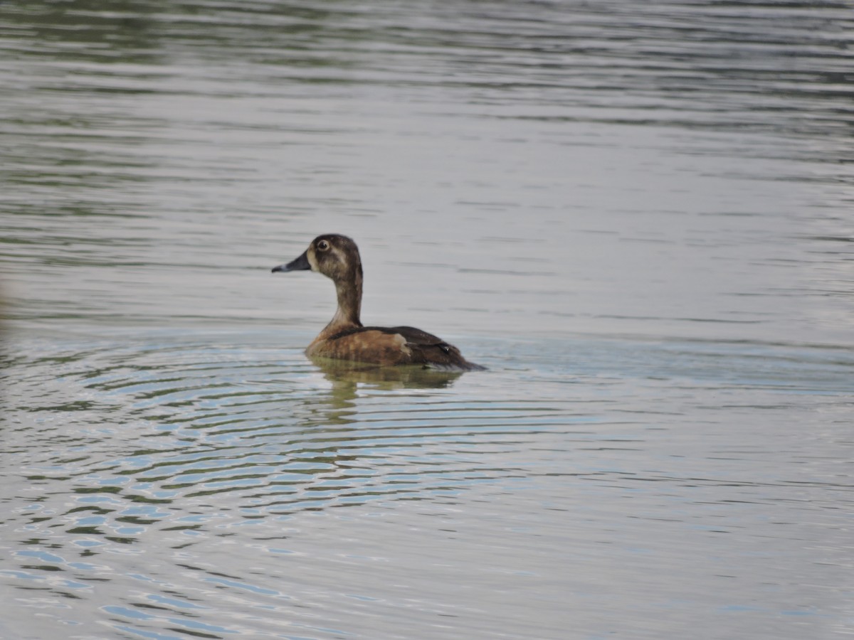 Ring-necked Duck - ML24158101