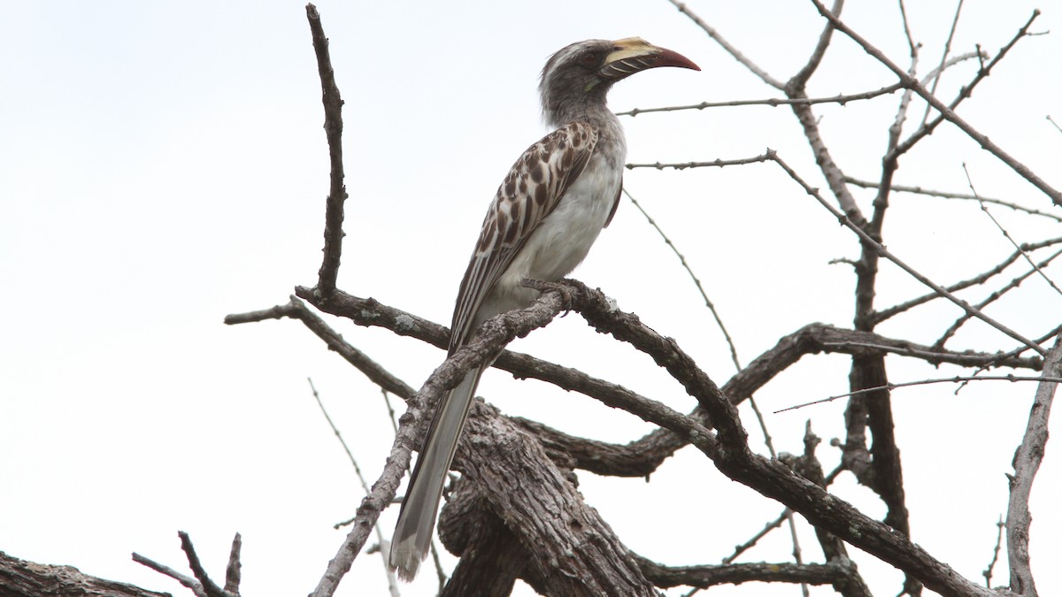 African Gray Hornbill - ML24158111