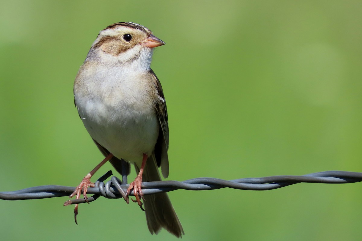 Clay-colored Sparrow - Brad  Vissia