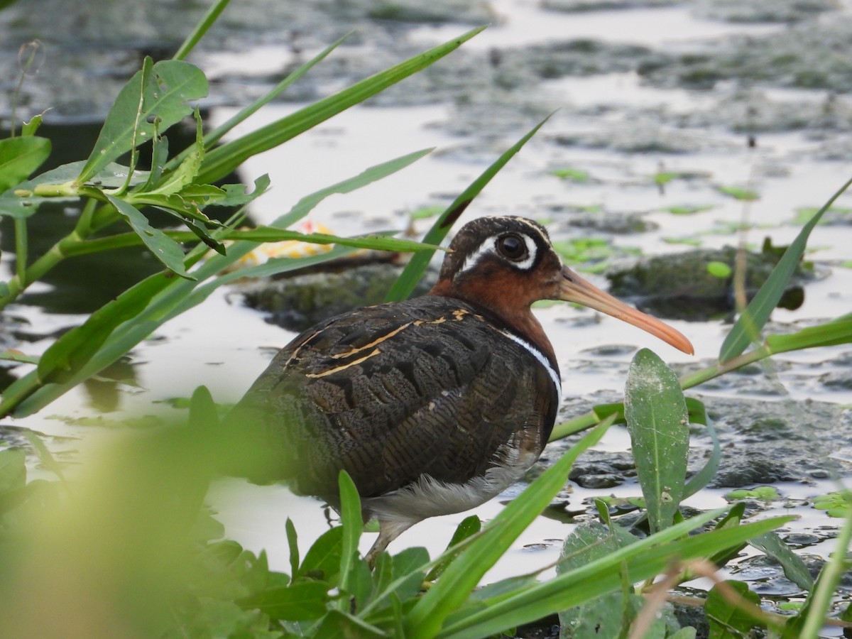 Greater Painted-Snipe - ML241588301