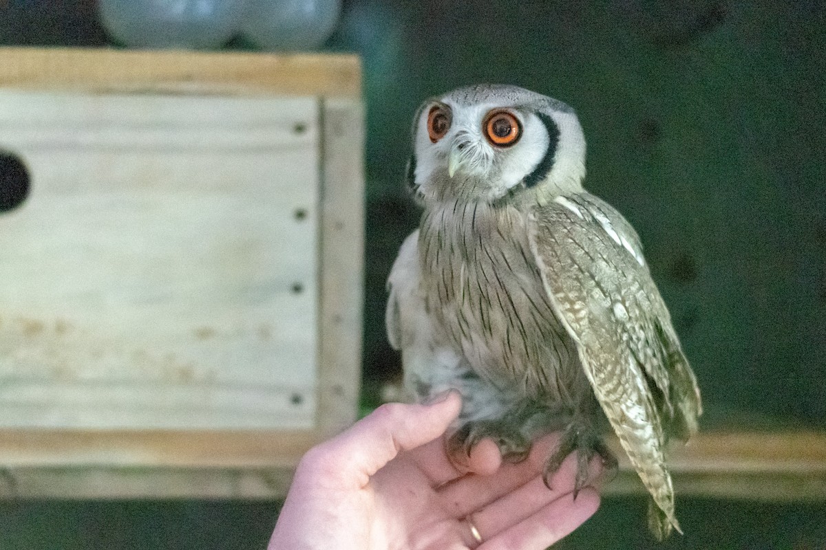 Southern White-faced Owl - Raphaël Nussbaumer