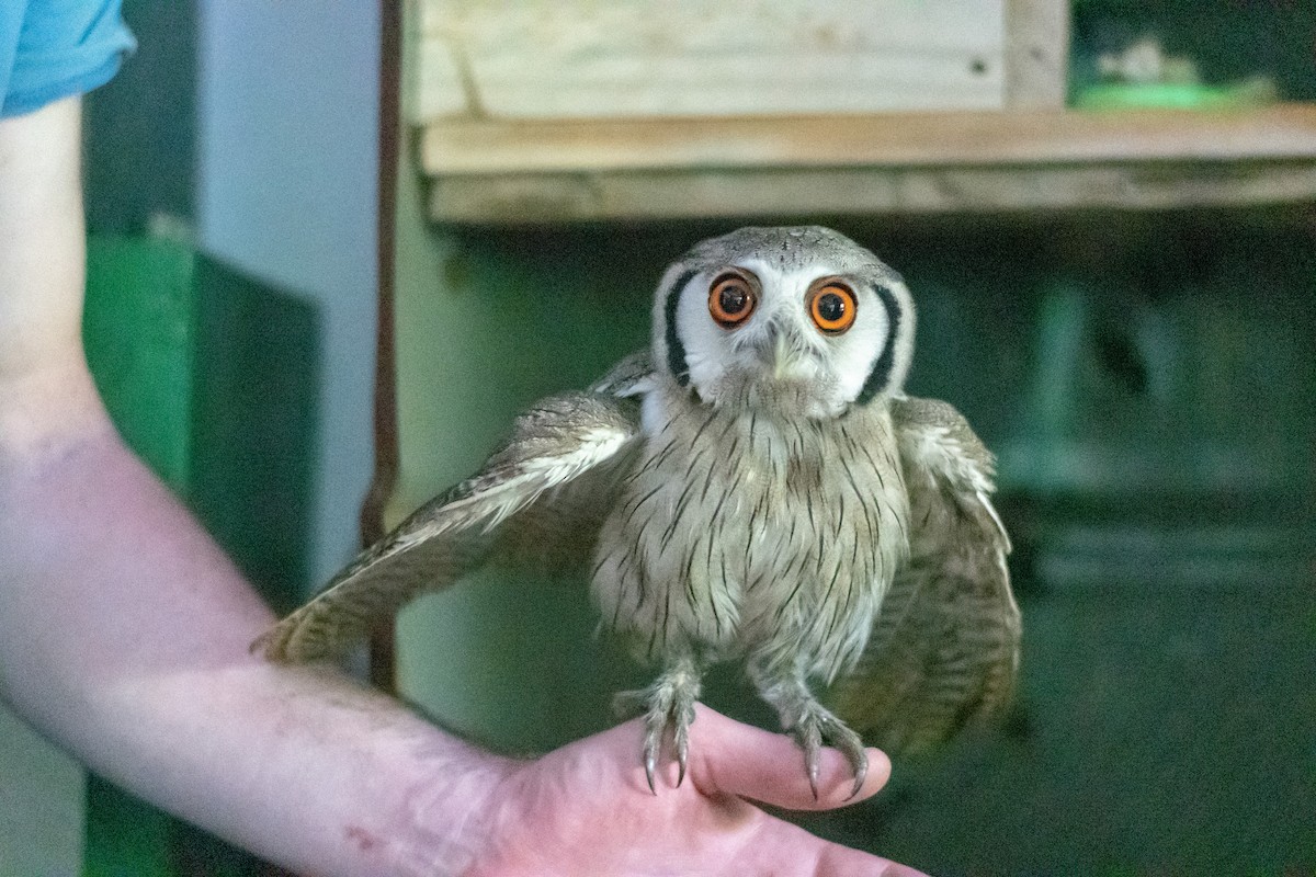 Southern White-faced Owl - Raphaël Nussbaumer