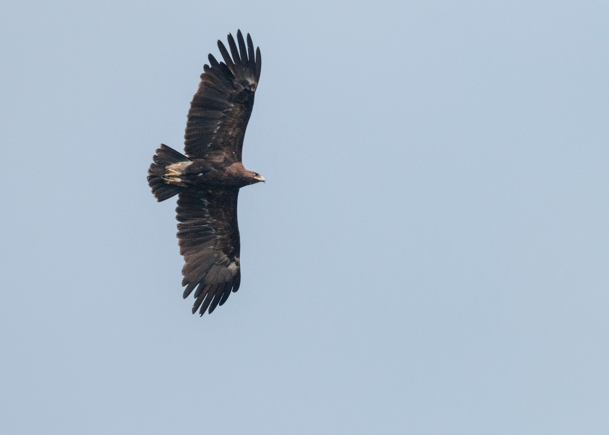 Greater Spotted Eagle - Mohith Shenoy