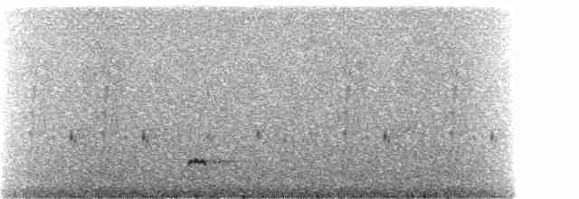 Sarı Gagalı Kılkuyruk (spinicauda/niceforoi) - ML241592