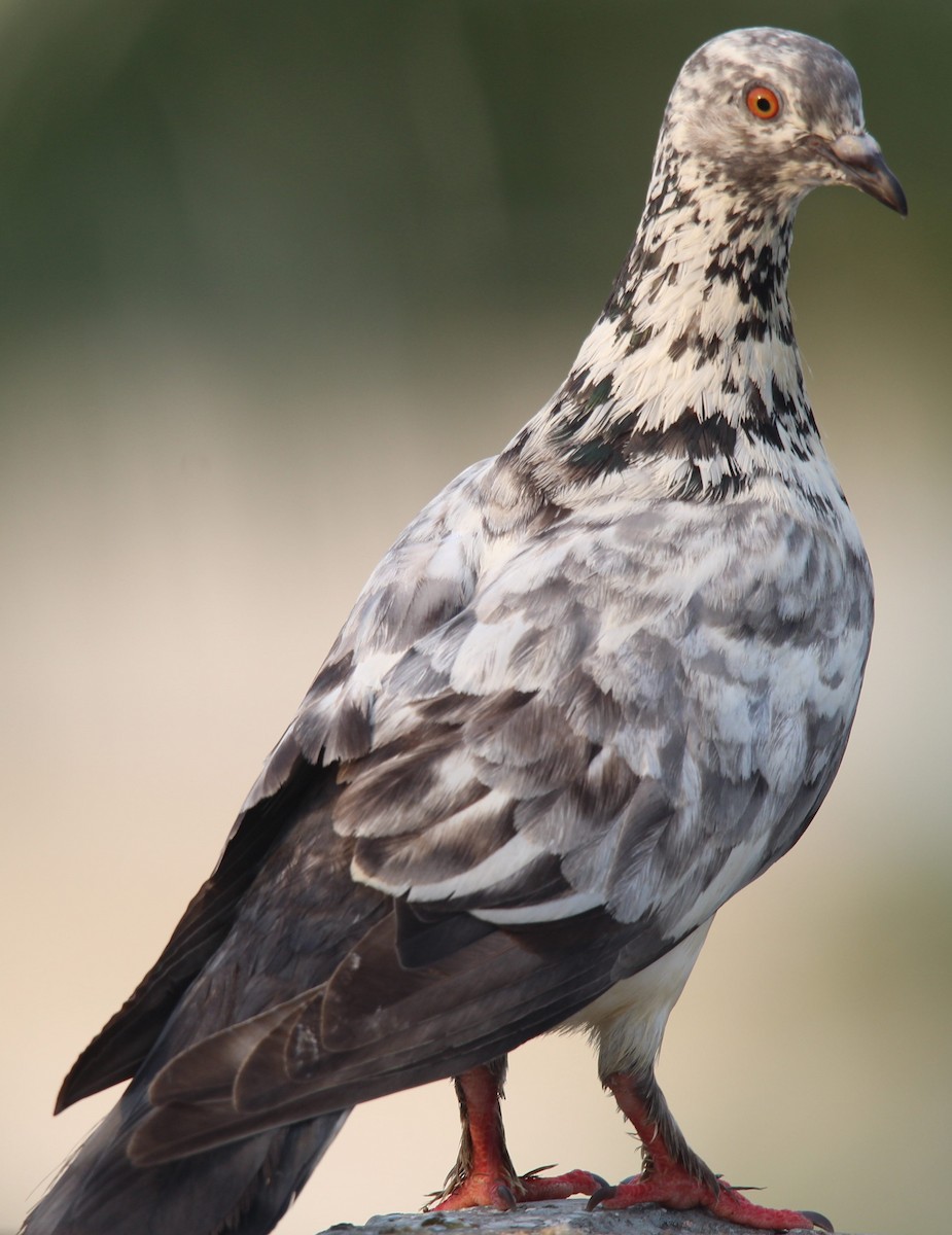 Rock Pigeon (Feral Pigeon) - ML241593231