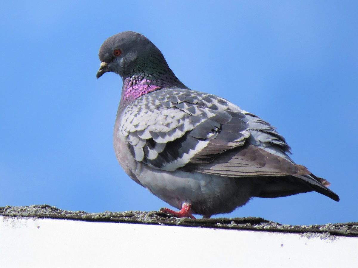 Rock Pigeon (Feral Pigeon) - Timothy Piranian