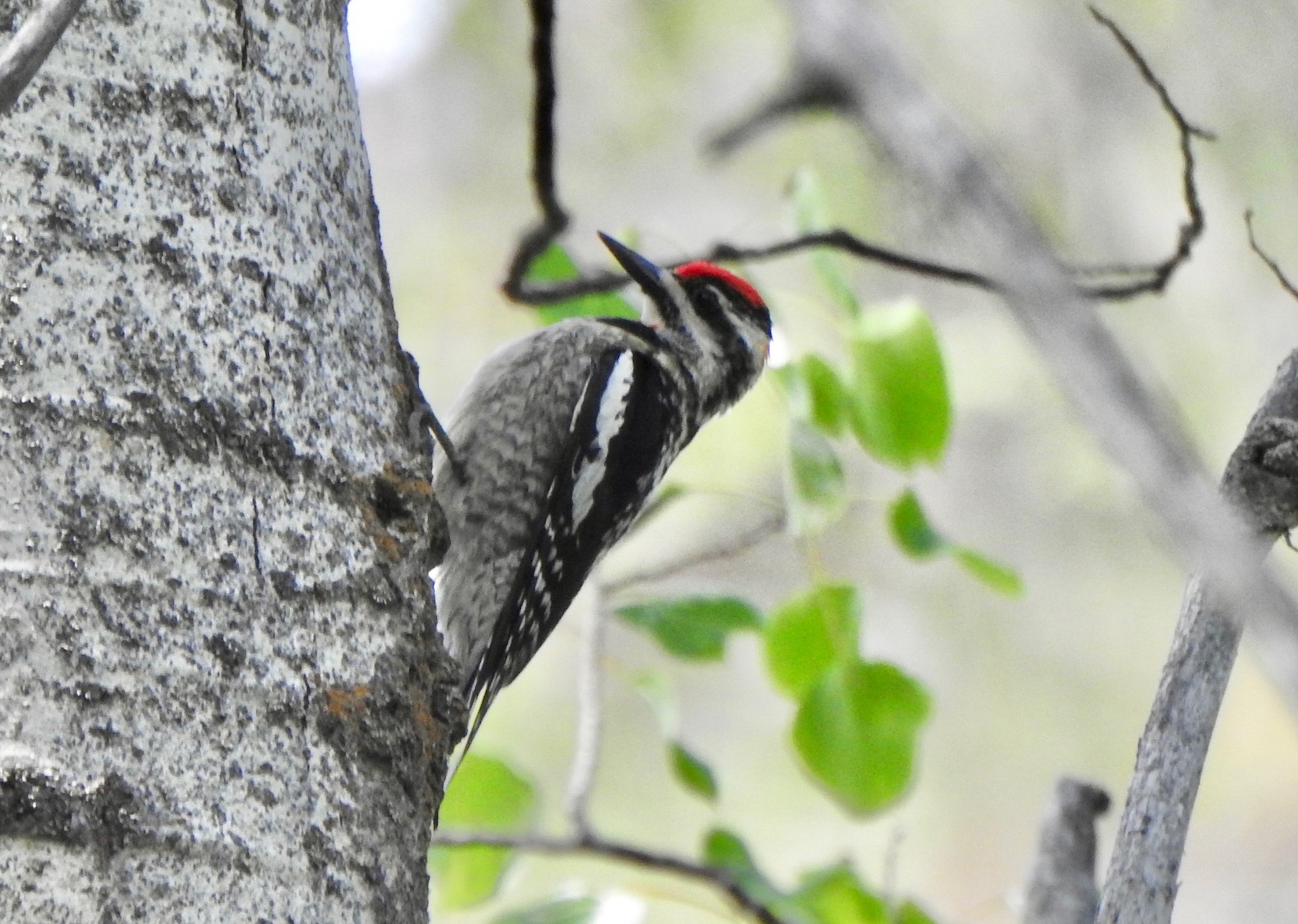 雑種 シルスイキツツキ ｘ アカエリシルスイキツツキ Ebird