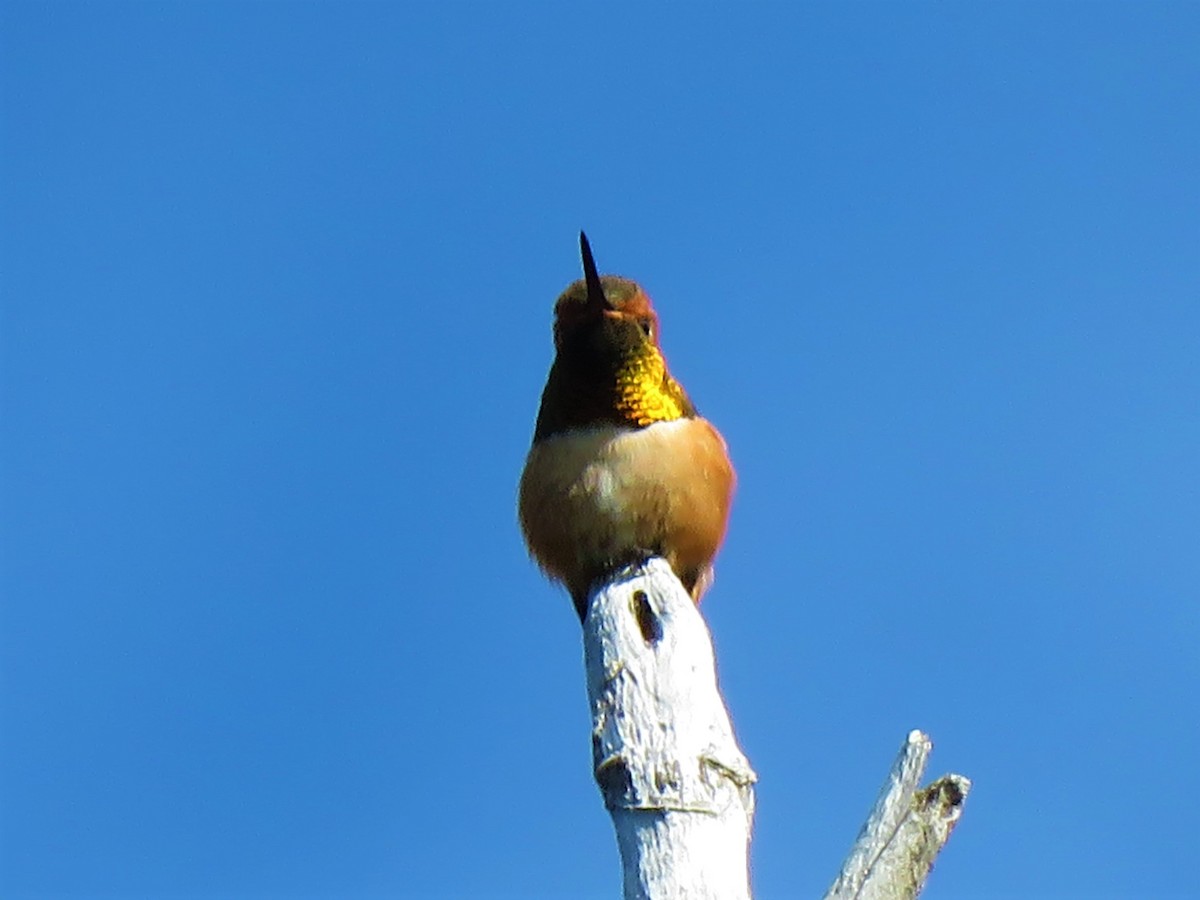 Rufous Hummingbird - ML241597141