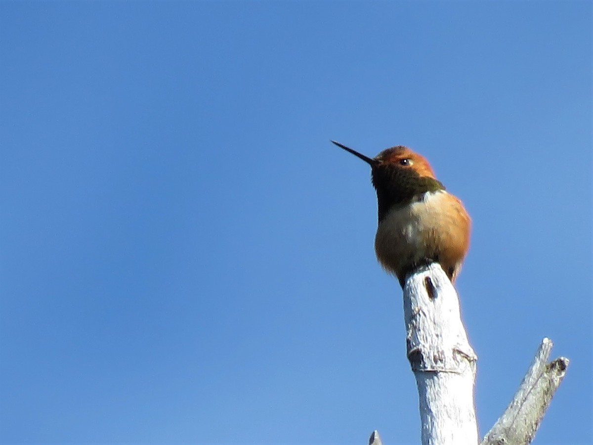 Rufous Hummingbird - ML241597151