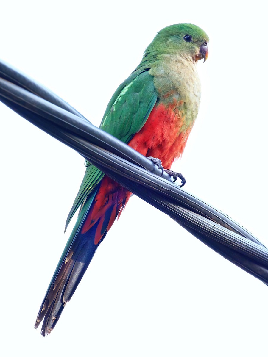Australian King-Parrot - ML241600341