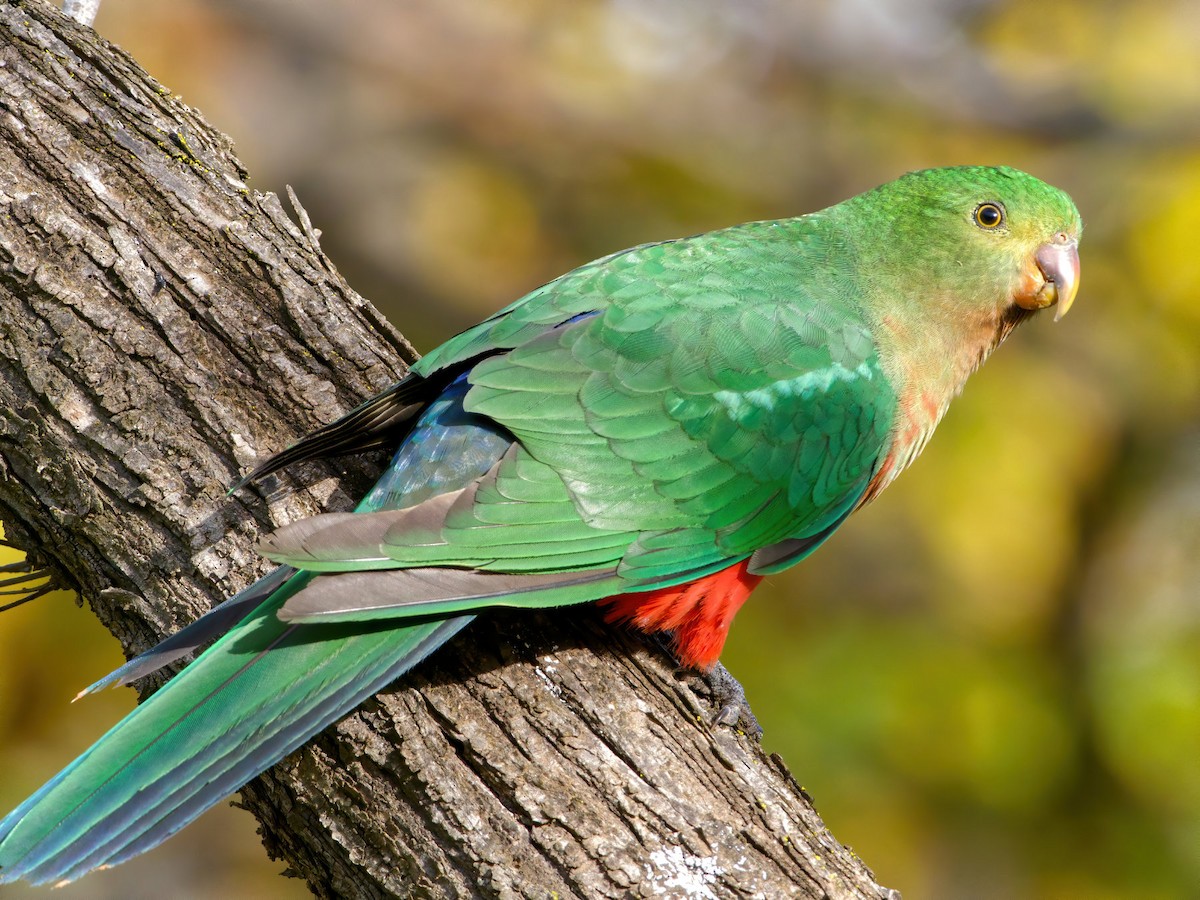 Australian King-Parrot - ML241600351