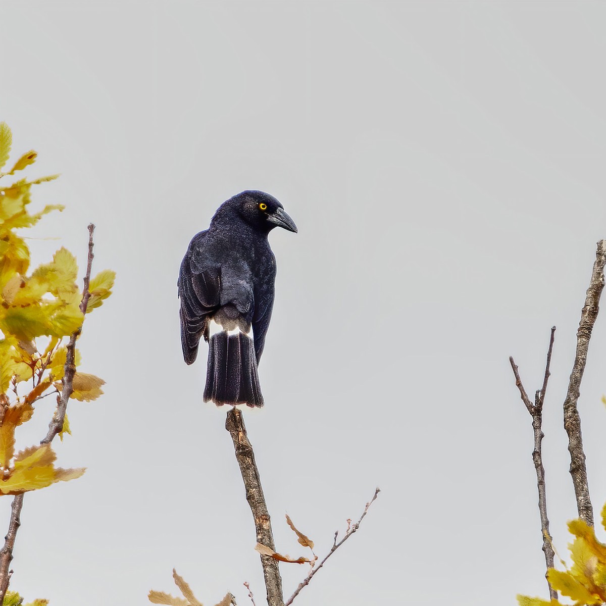 Pied Currawong - ML241600411