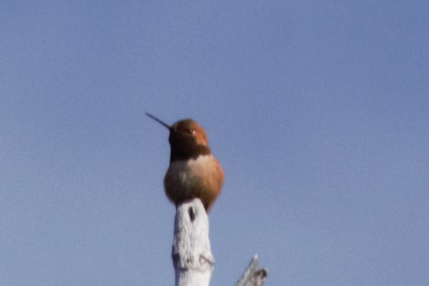 Rufous Hummingbird - ML241600581