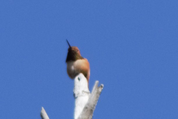 Rufous Hummingbird - ML241600601