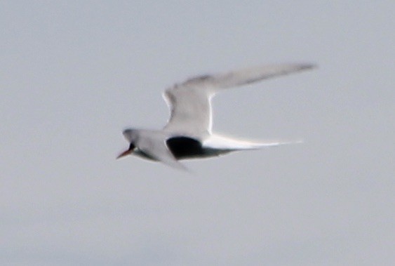 Arctic Tern - Xander Vissering