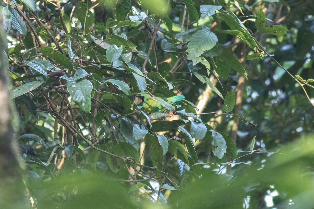 Borneoblattvogel - ML241604211