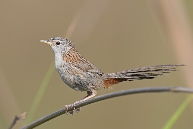 Rufous-vented Grass Babbler ML241605231