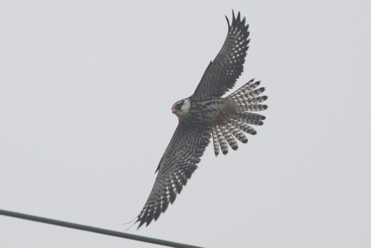 Amur Falcon - Simon Colenutt