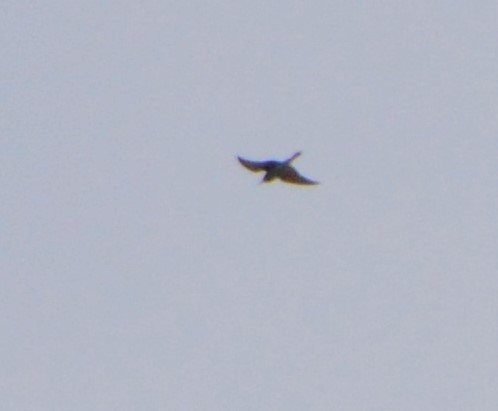 European Bee-eater - ML241607981