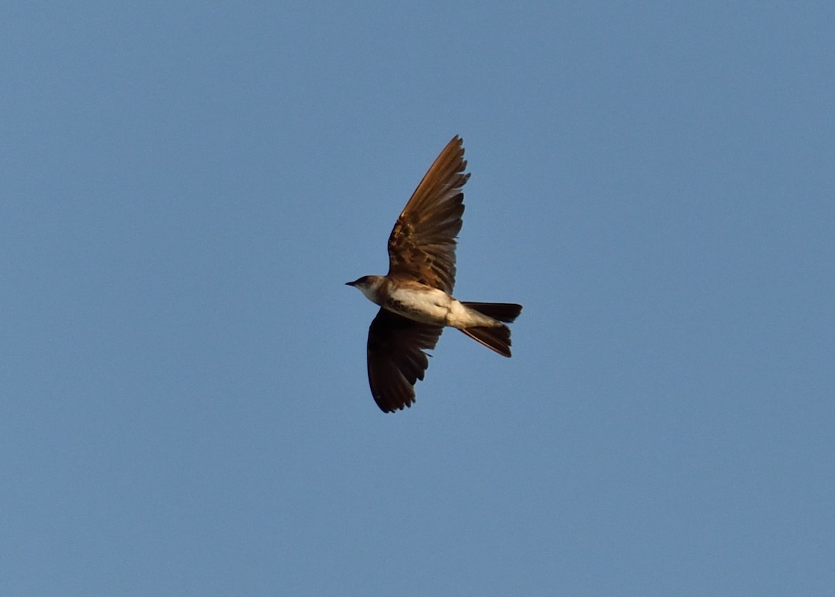 Brown-chested Martin - ML241608581