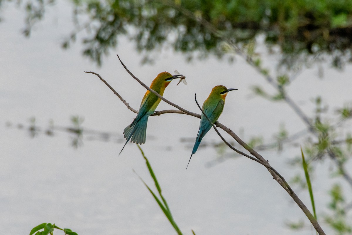 Blue-tailed Bee-eater - Vivek Saggar