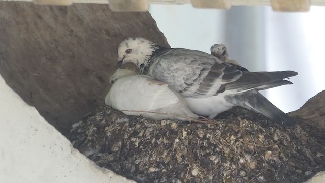 Rock Pigeon (Feral Pigeon) - ML241615661