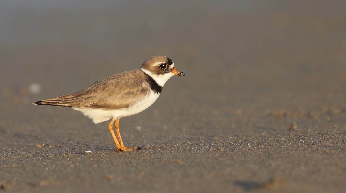 Semipalmated Plover - ML241619221