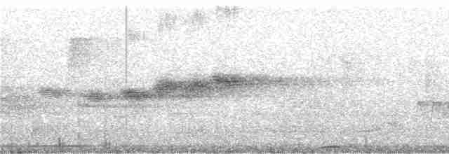 holub okrový - ML241626