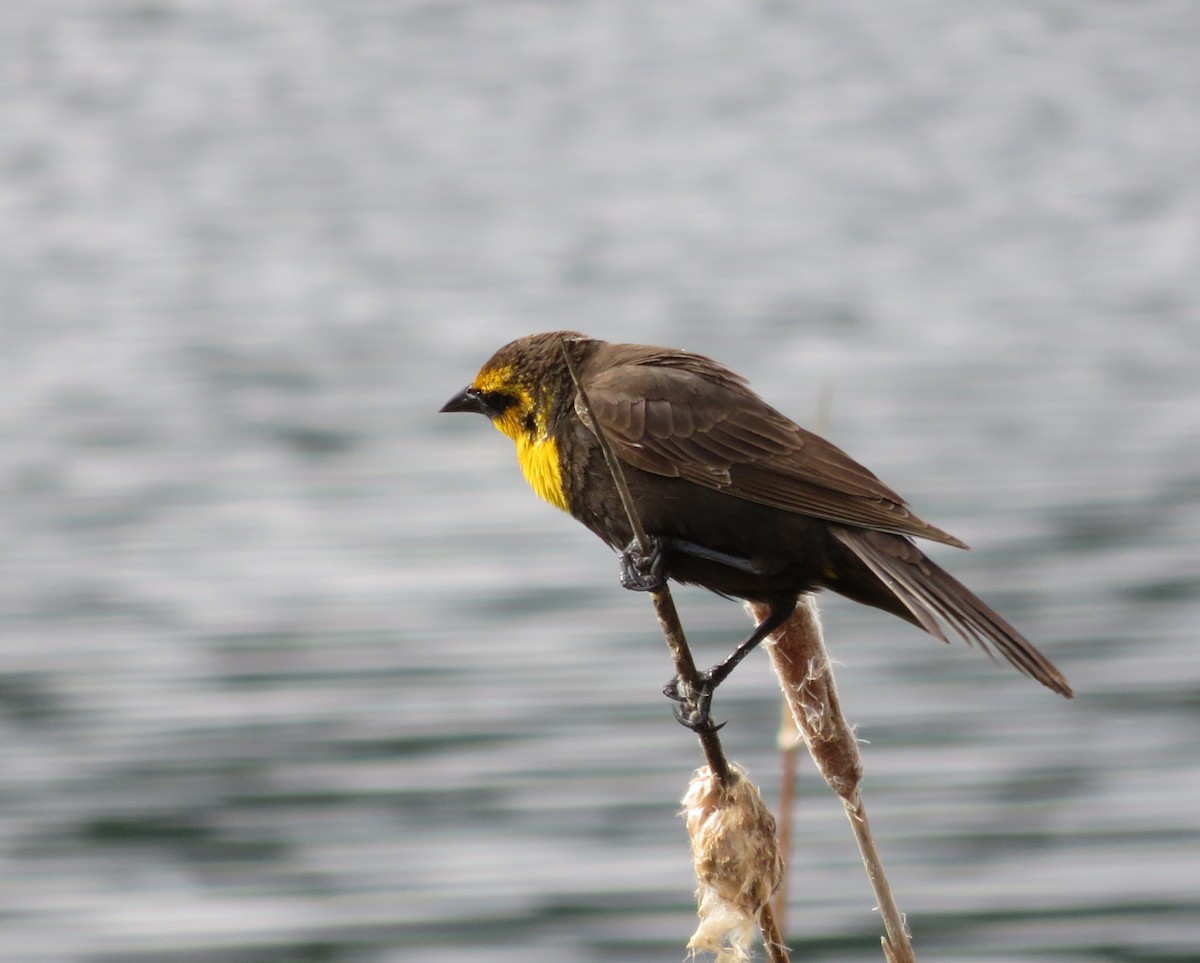 Yellow-headed Blackbird - ML241627911