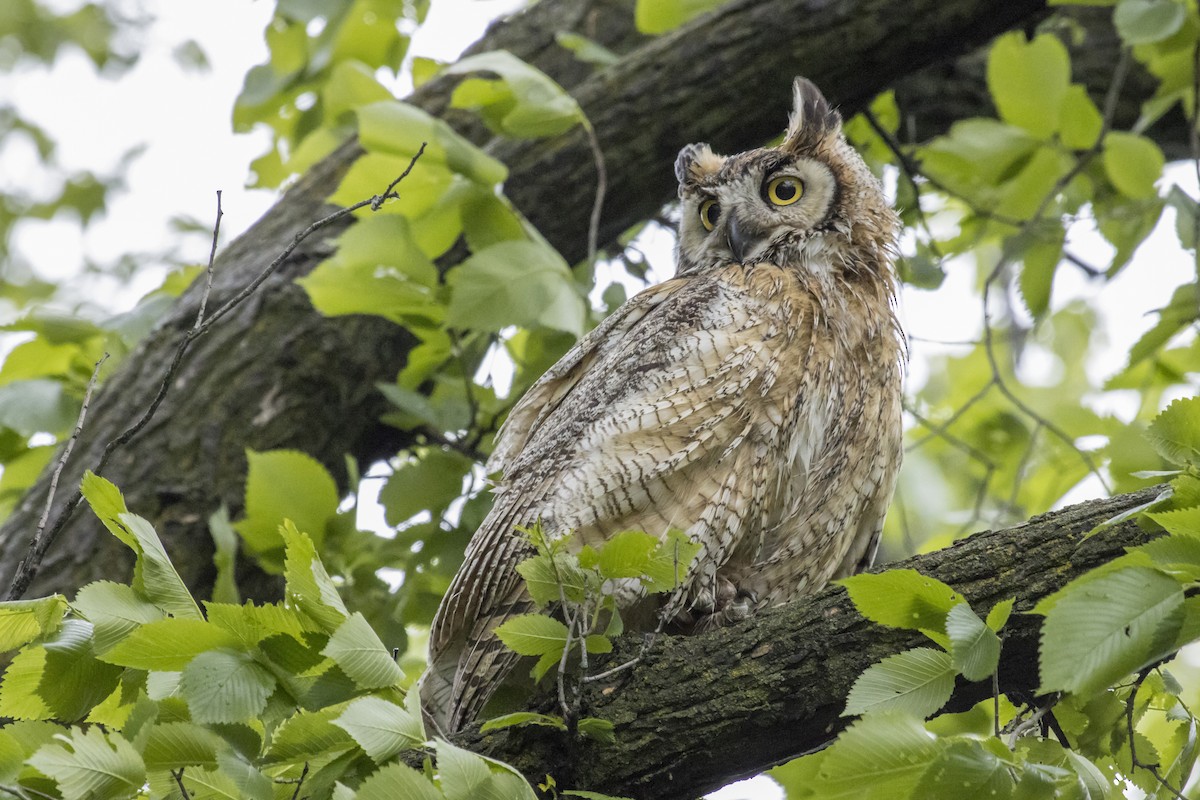 Great Horned Owl - ML241632741