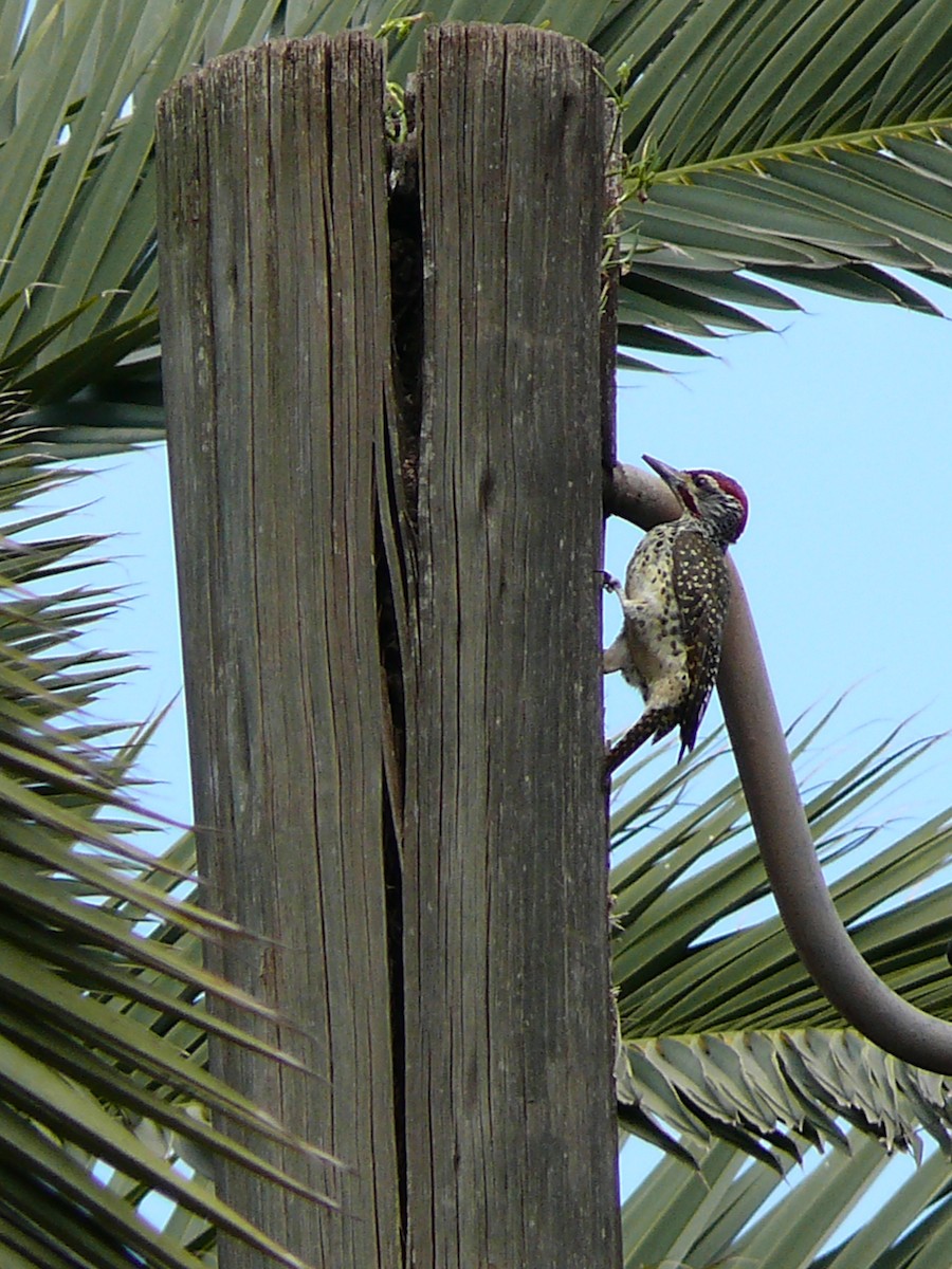 Nubian Woodpecker - Michael Pohler
