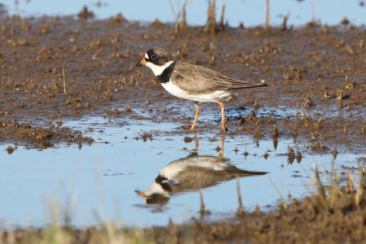 Semipalmated Plover - ML241635731