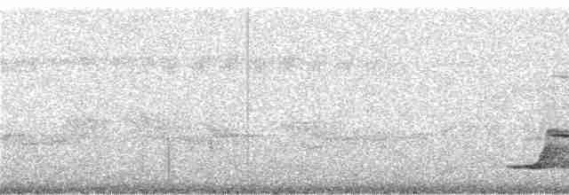 Pale-browed Tinamou - ML241638