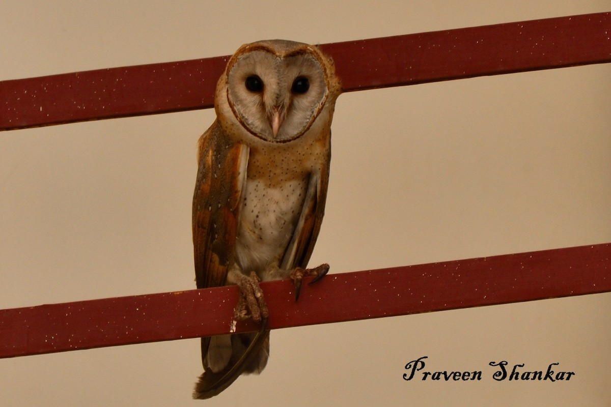 Barn Owl - ML241638261