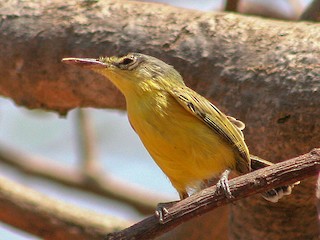 Maracaibo Tody-Flycatcher - eBird