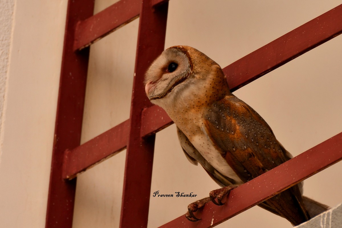 Barn Owl - ML241638351