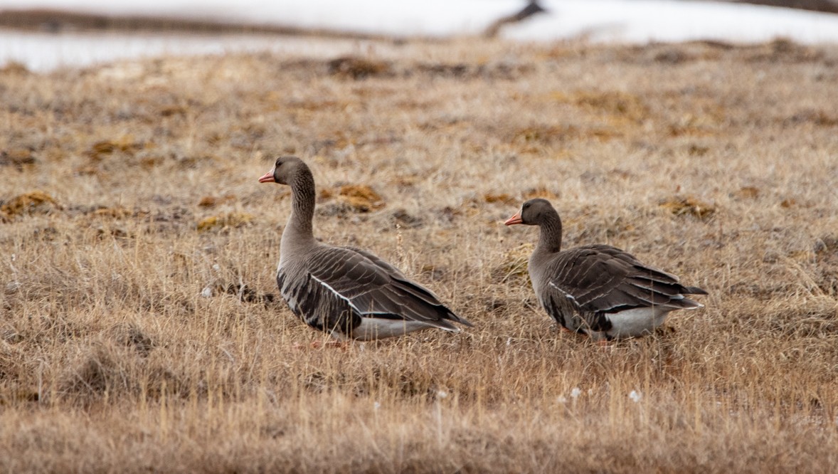 Greater White-fronted Goose - ML241641551