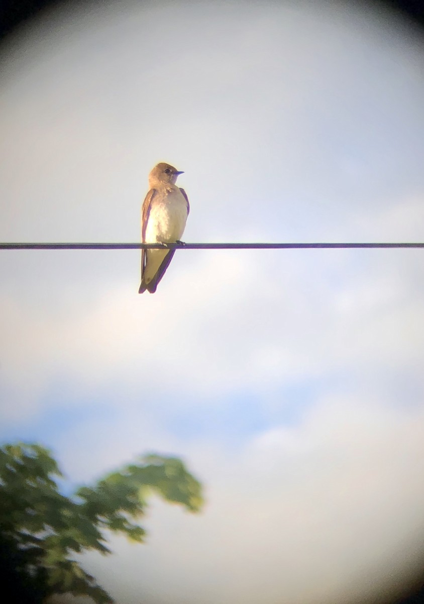 Northern Rough-winged Swallow - Amanda Relyea