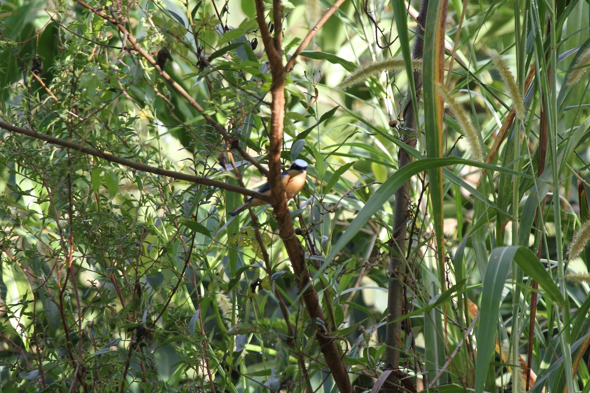 Fawn-breasted Tanager - ML241642621