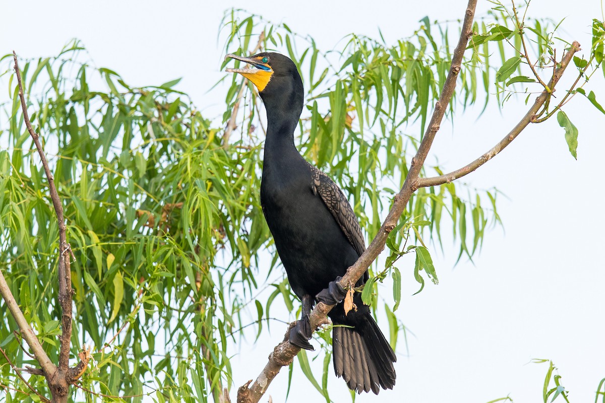 Double-crested Cormorant - Victor Stoll